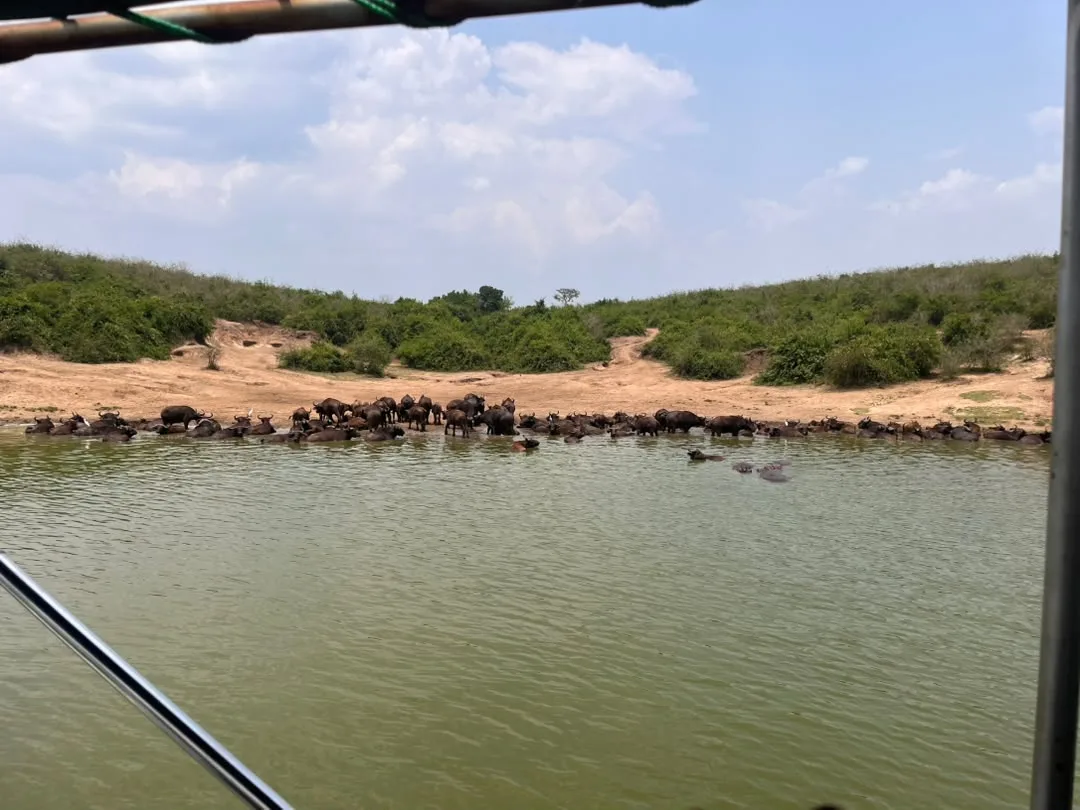 Wildlife