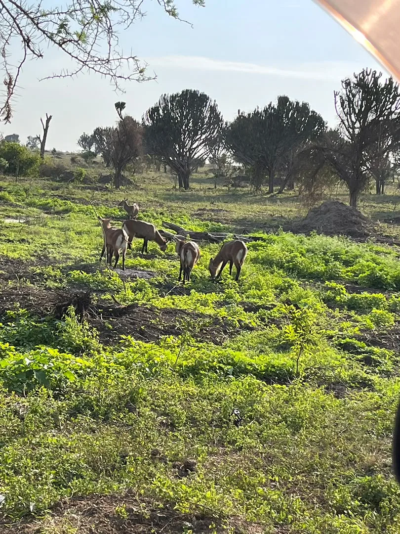 Wildlife