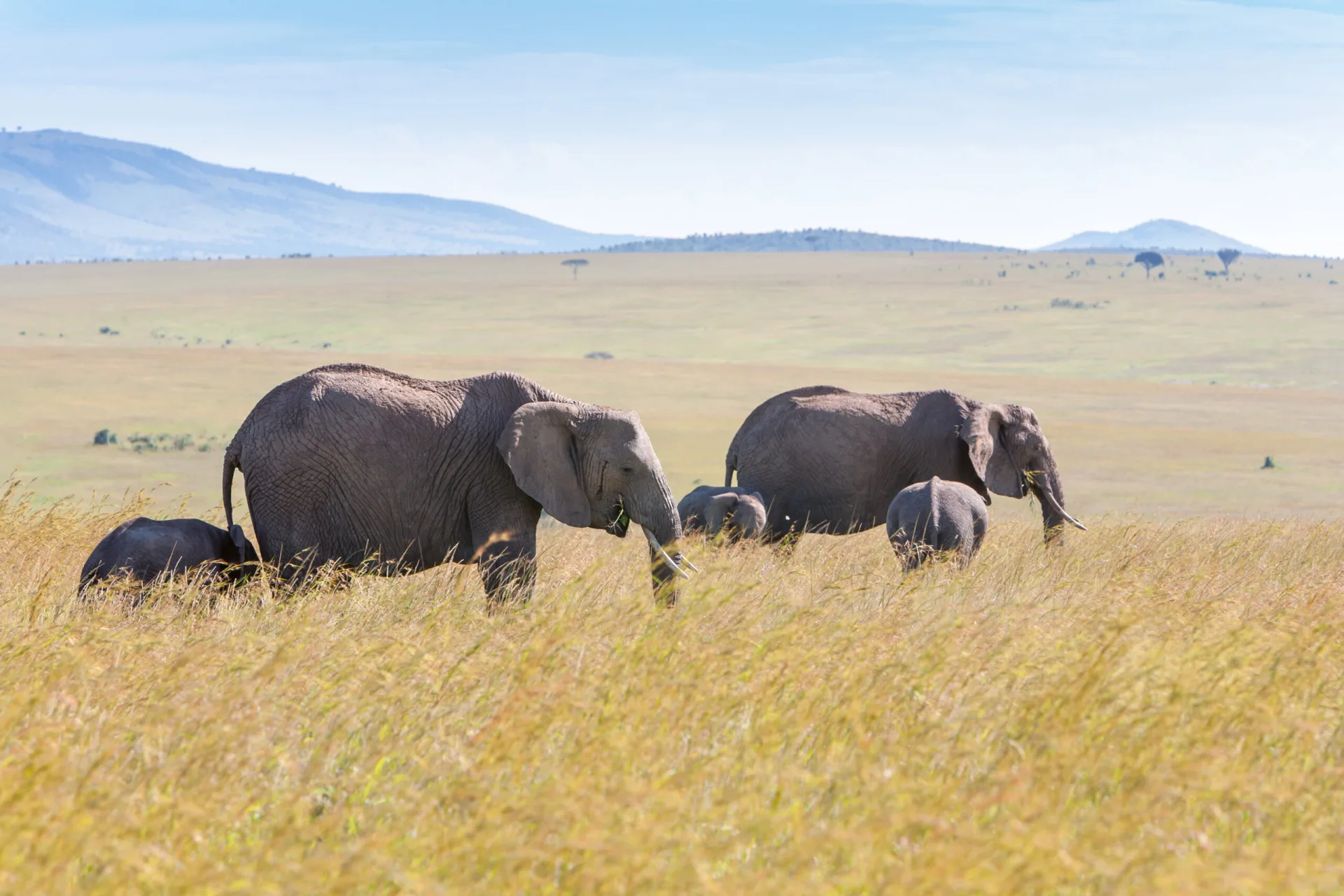 Wildlife