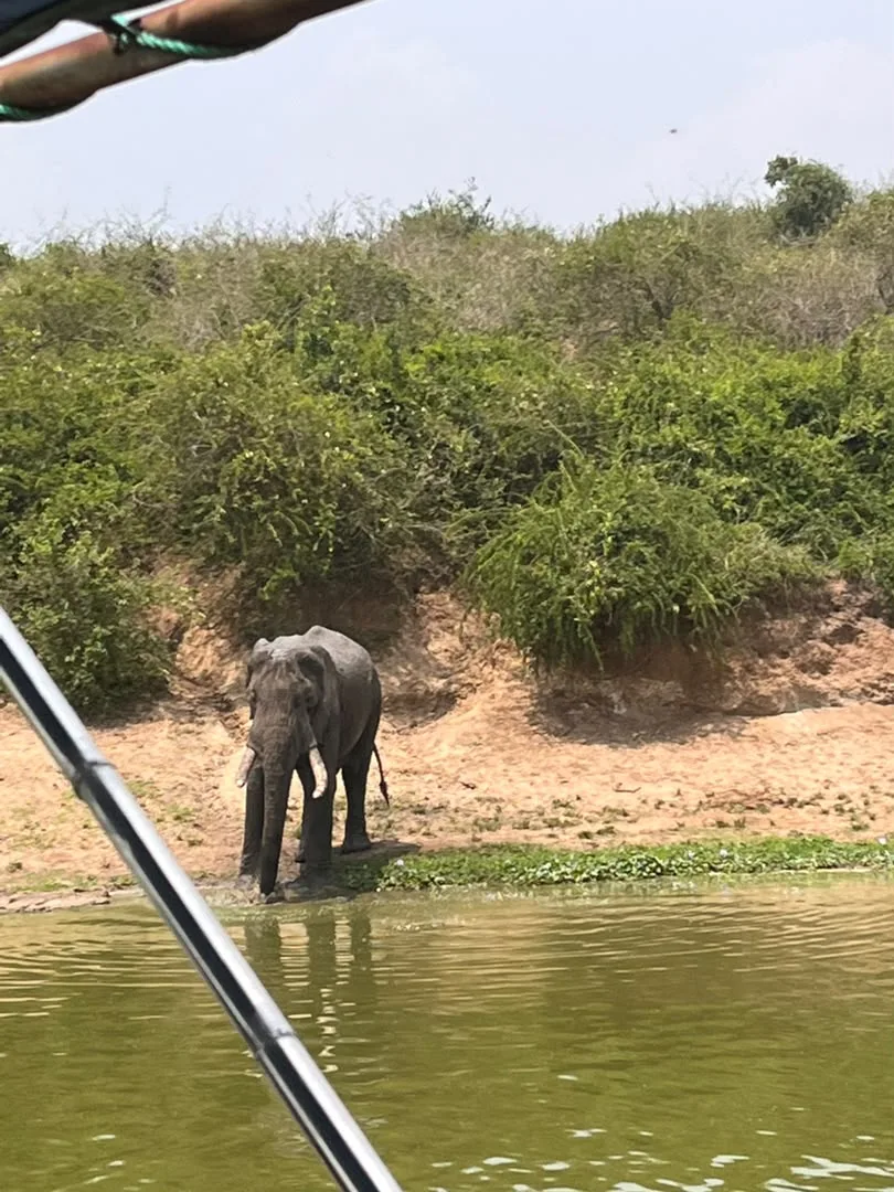 Wildlife